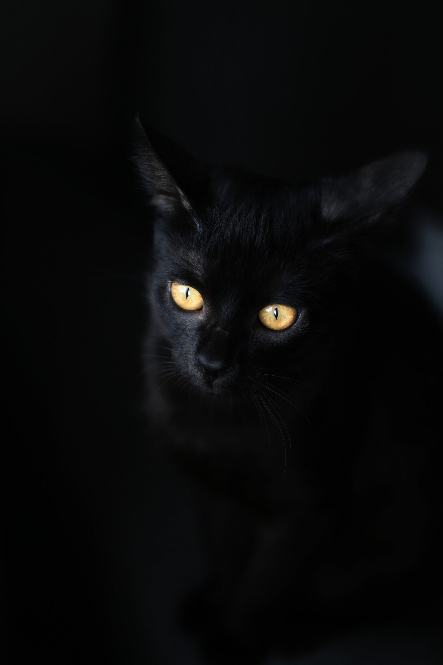 black cat in dream