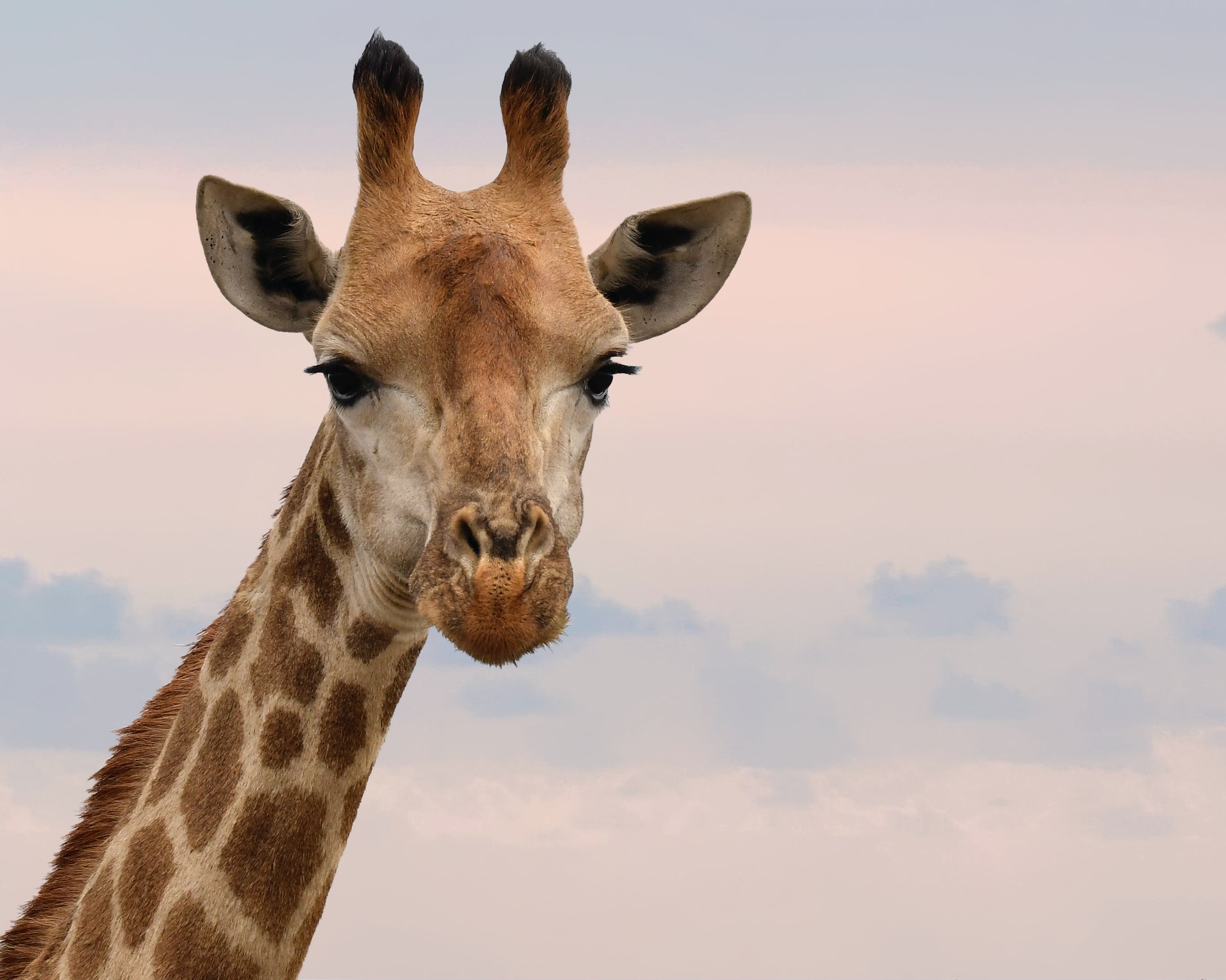 dream of giraffe