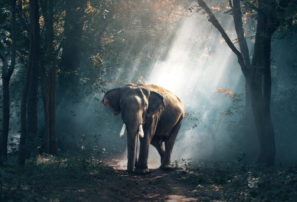 Elephant dream meaning Explore Your Dream Life