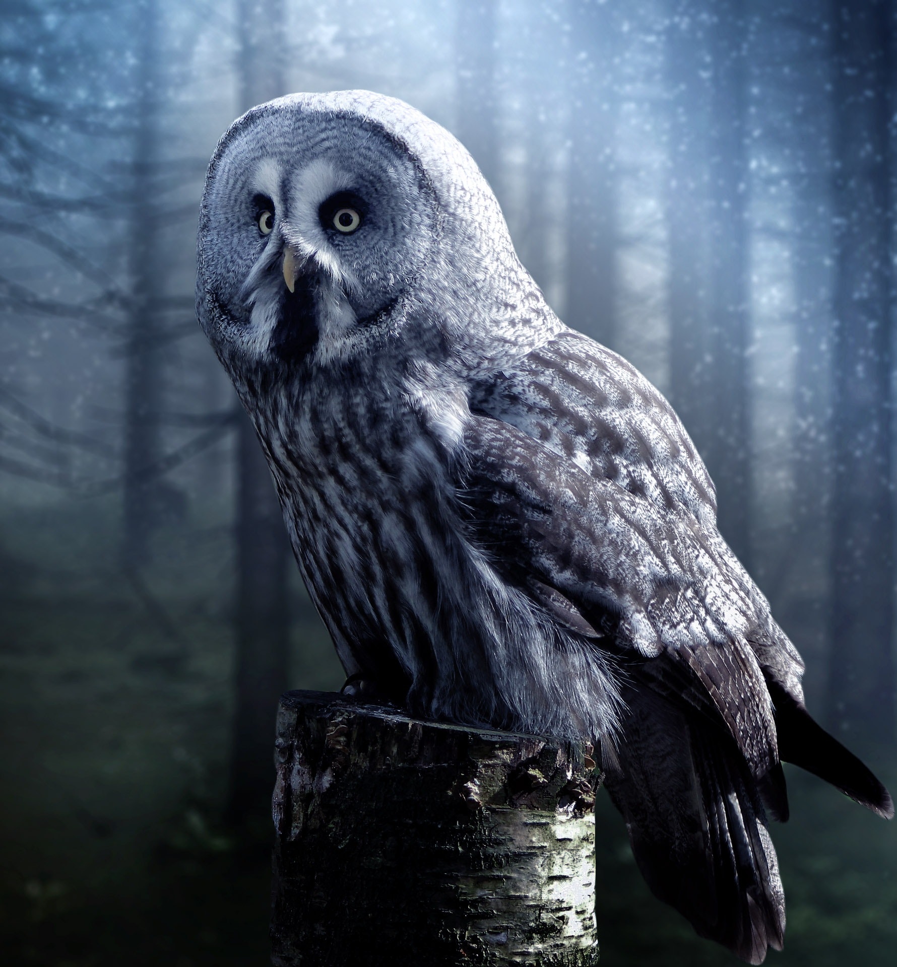 The Biblical Meaning of Owls in Dreams
