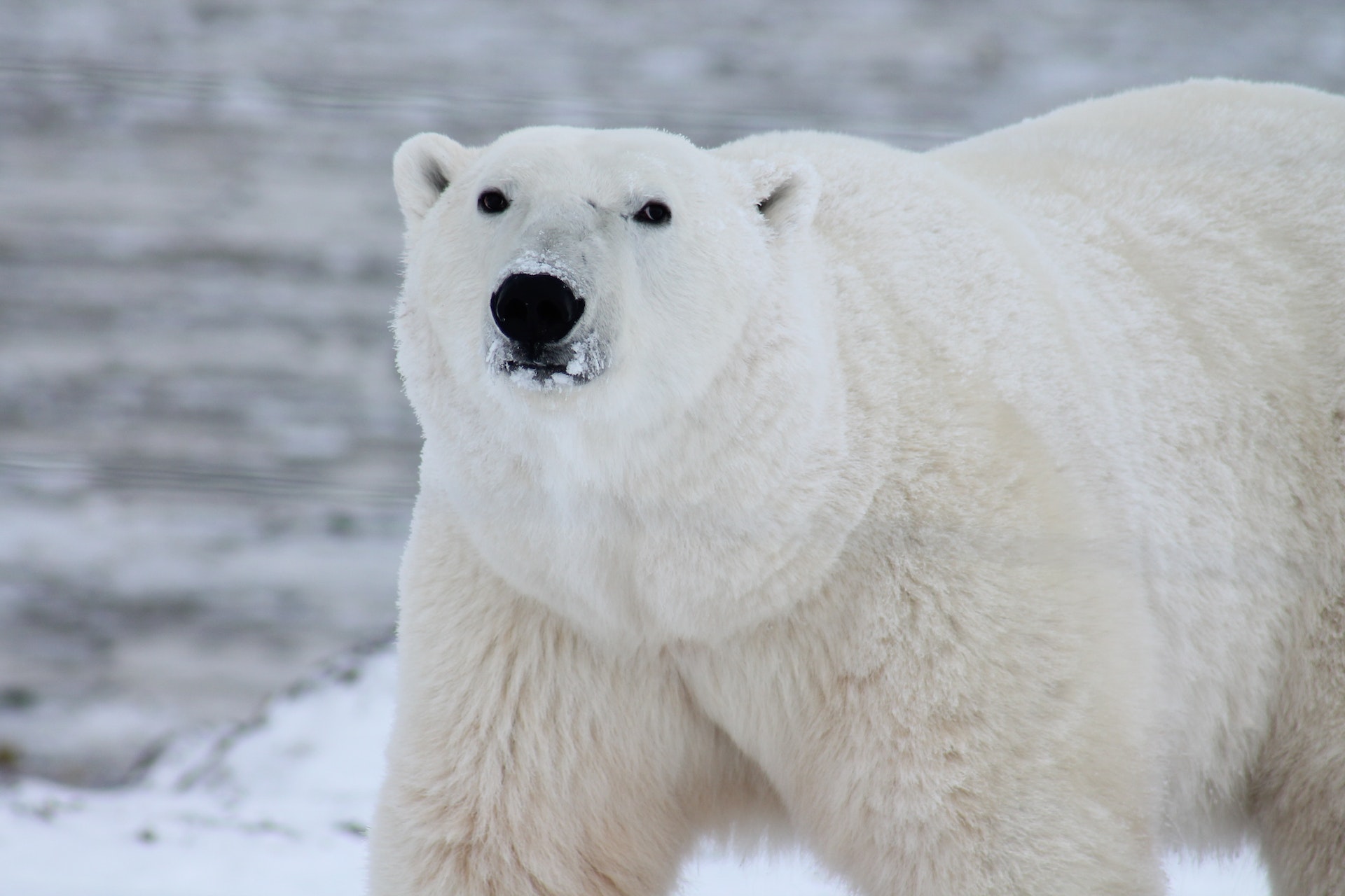 what do polar bear dreams mean