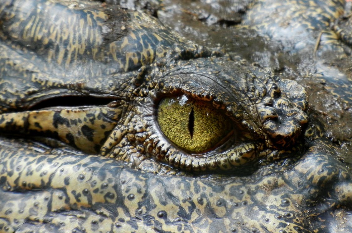 What Do Alligators In Your Dreams Mean
