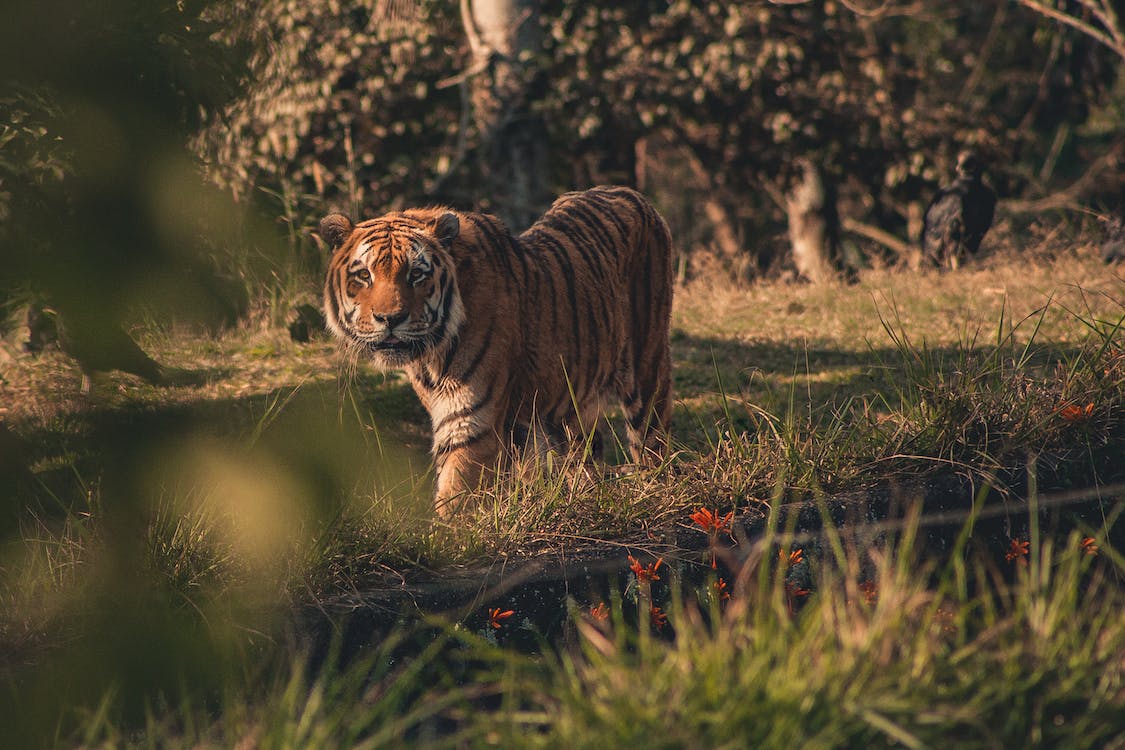 What Does It Mean To See Tigers In Dreams