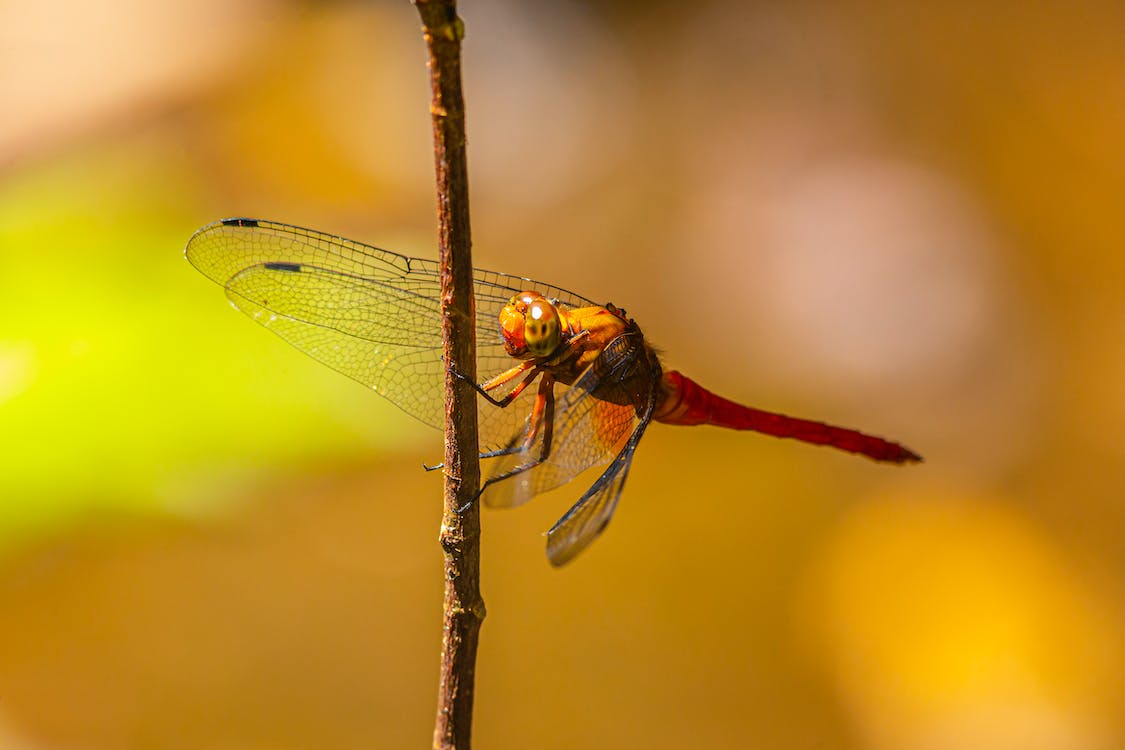 What Does It Mean When You See a Red Dragonfly In A Dream