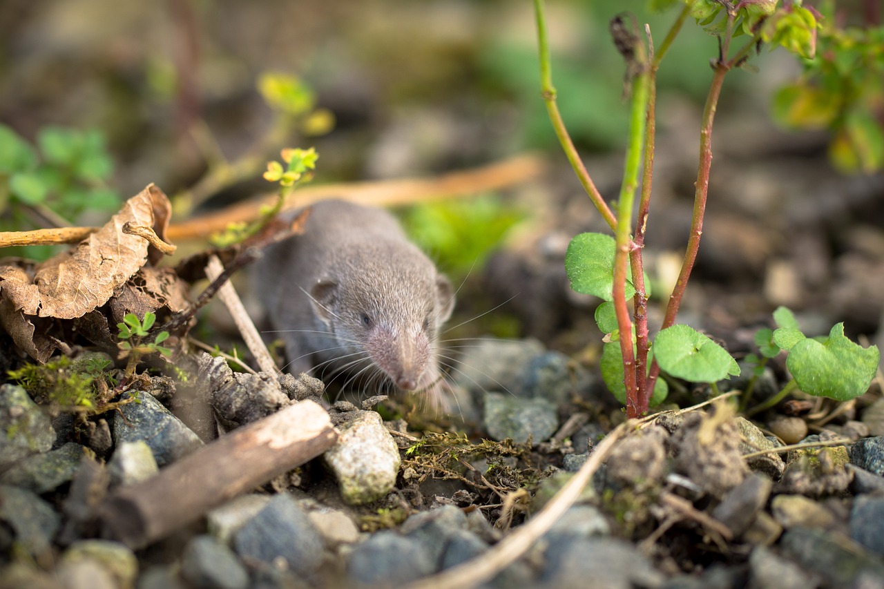 what does it mean to dream about seeing a shrew