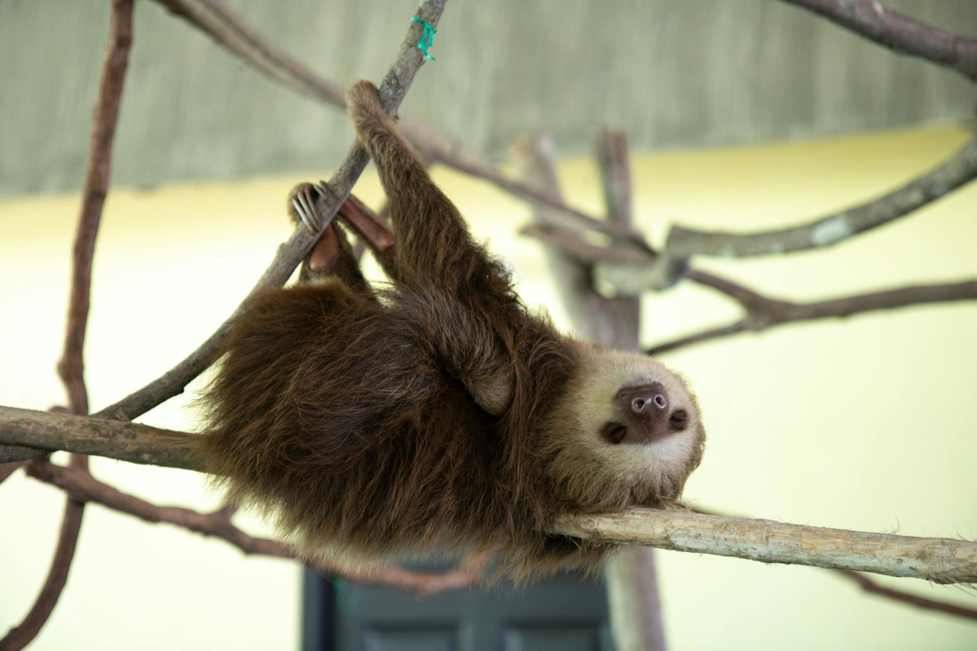 What Does It Mean if You Dream About a Sloth