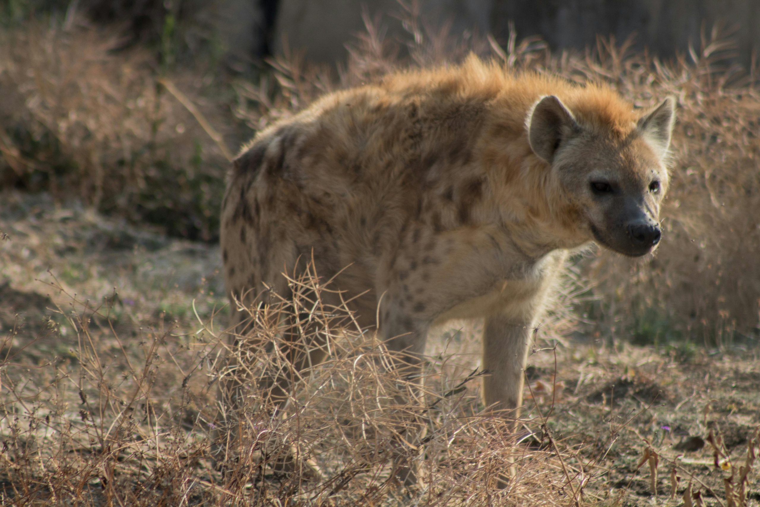 What Does It Mean to Dream of a Hyena