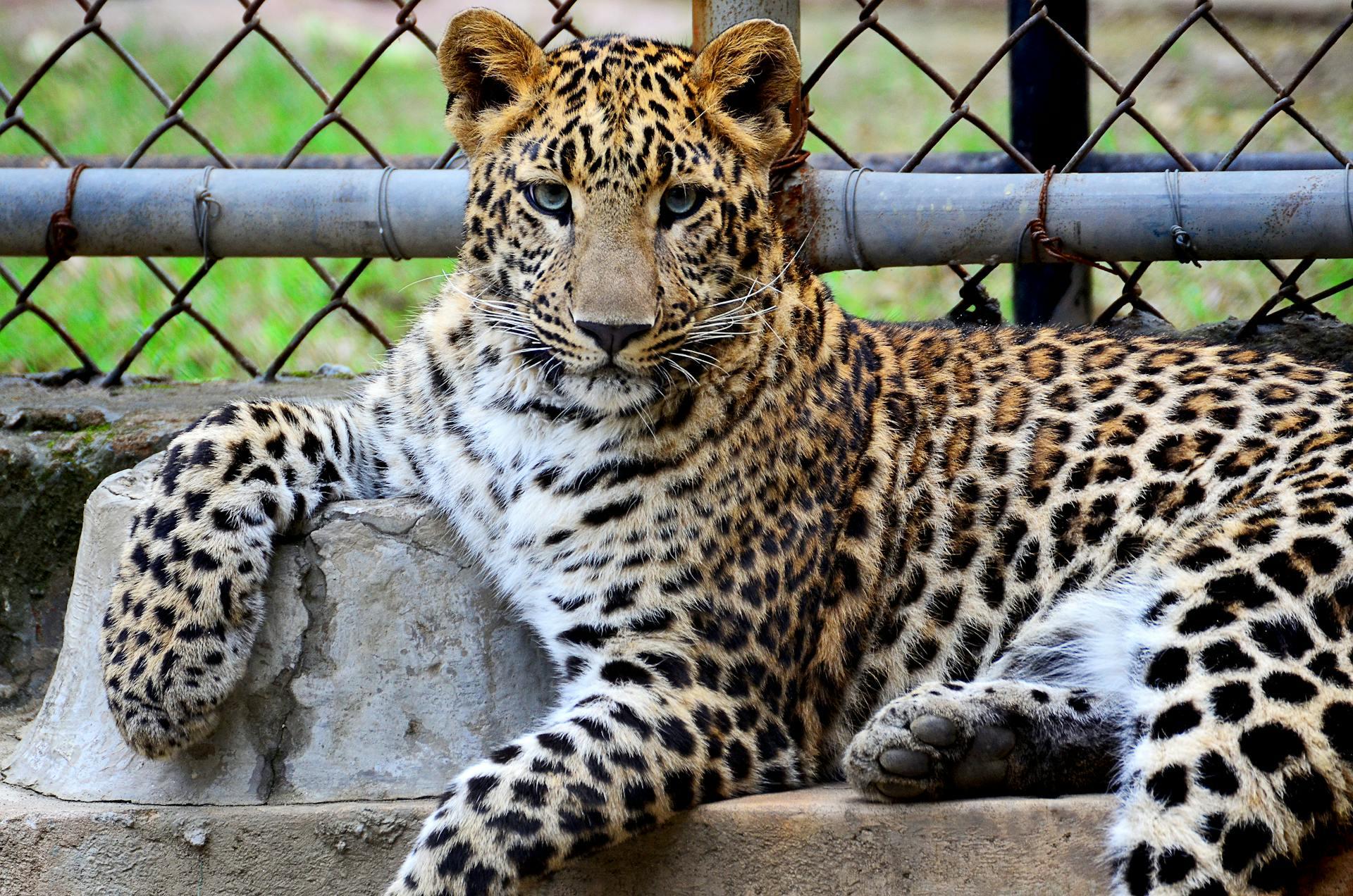 What Does It Mean to Dream of a Leopard
